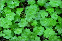 Hydrocotyle conferta